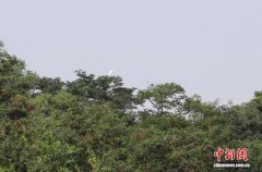 河北沧县：大运河畔白鹭翔集