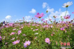 海南博鳌：绚烂花海引客来